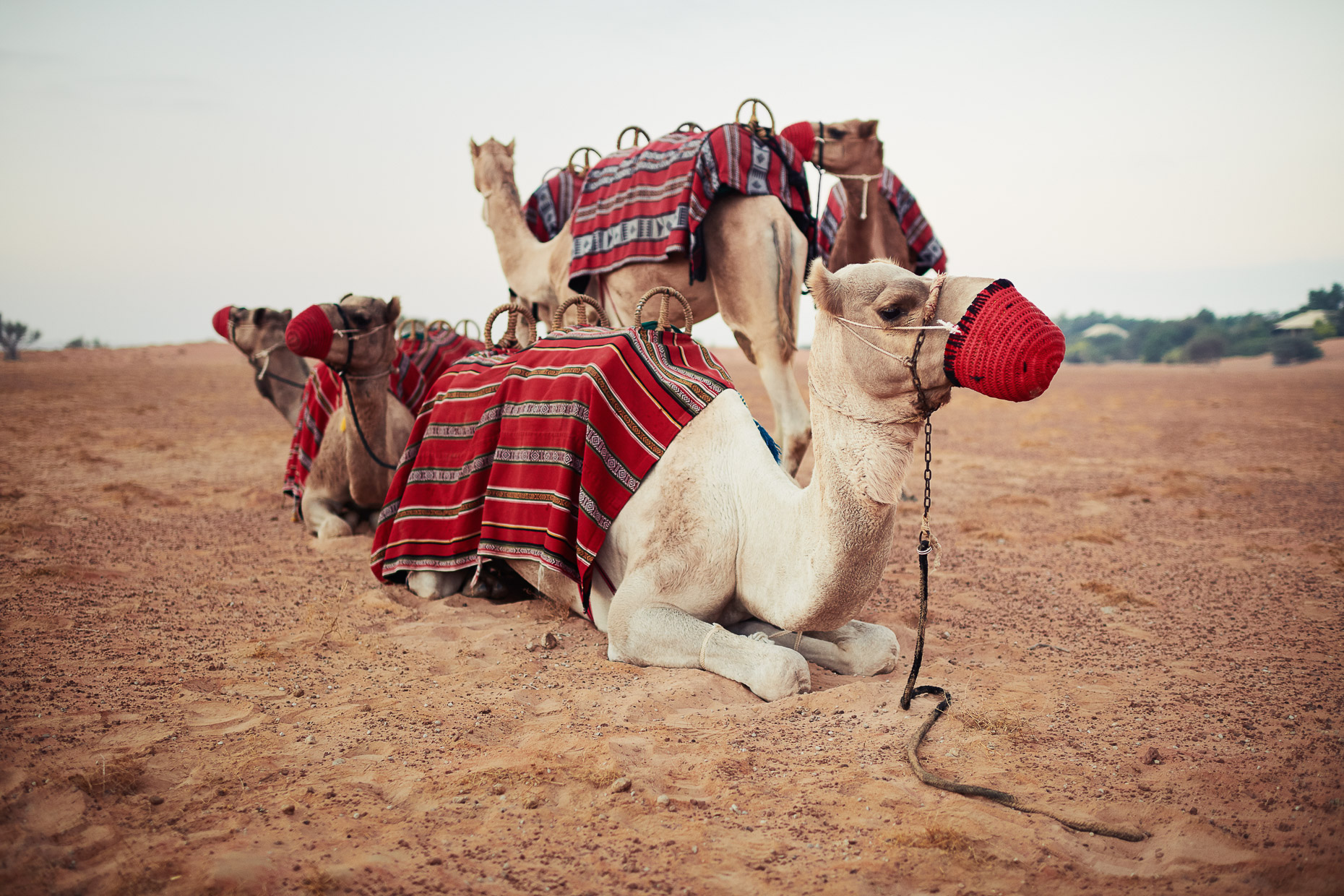 Personal_Dubai850_7227-4